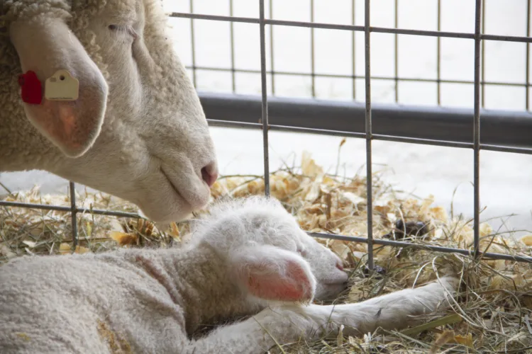 Lambs and calves